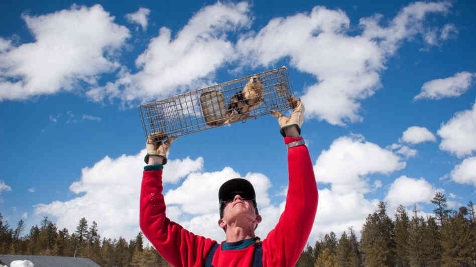 John Hoogland of the University of Maryland's Center for Environmental Science holds up a female prairie dog to check for signs of pregnancy, nursing or injury. John Hoogland of the University of Maryland's Center for Environmental Science holds up a female prairie dog to check for signs of pregnancy, nursing or injury.
