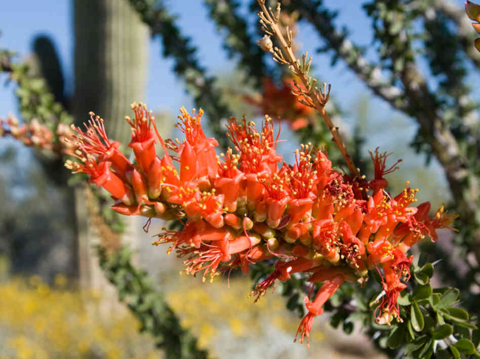 ocotillo flower