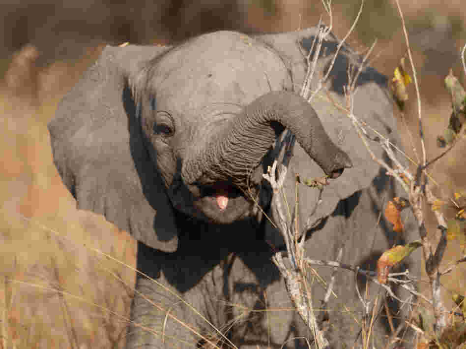 Baby elephant