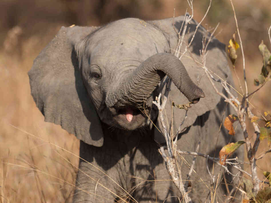 Baby elephant