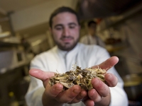An Israeli cook displays locusts at a restaurant in Jerusalem, at a 2010 event promoting locusts as a tasty kosher treat.