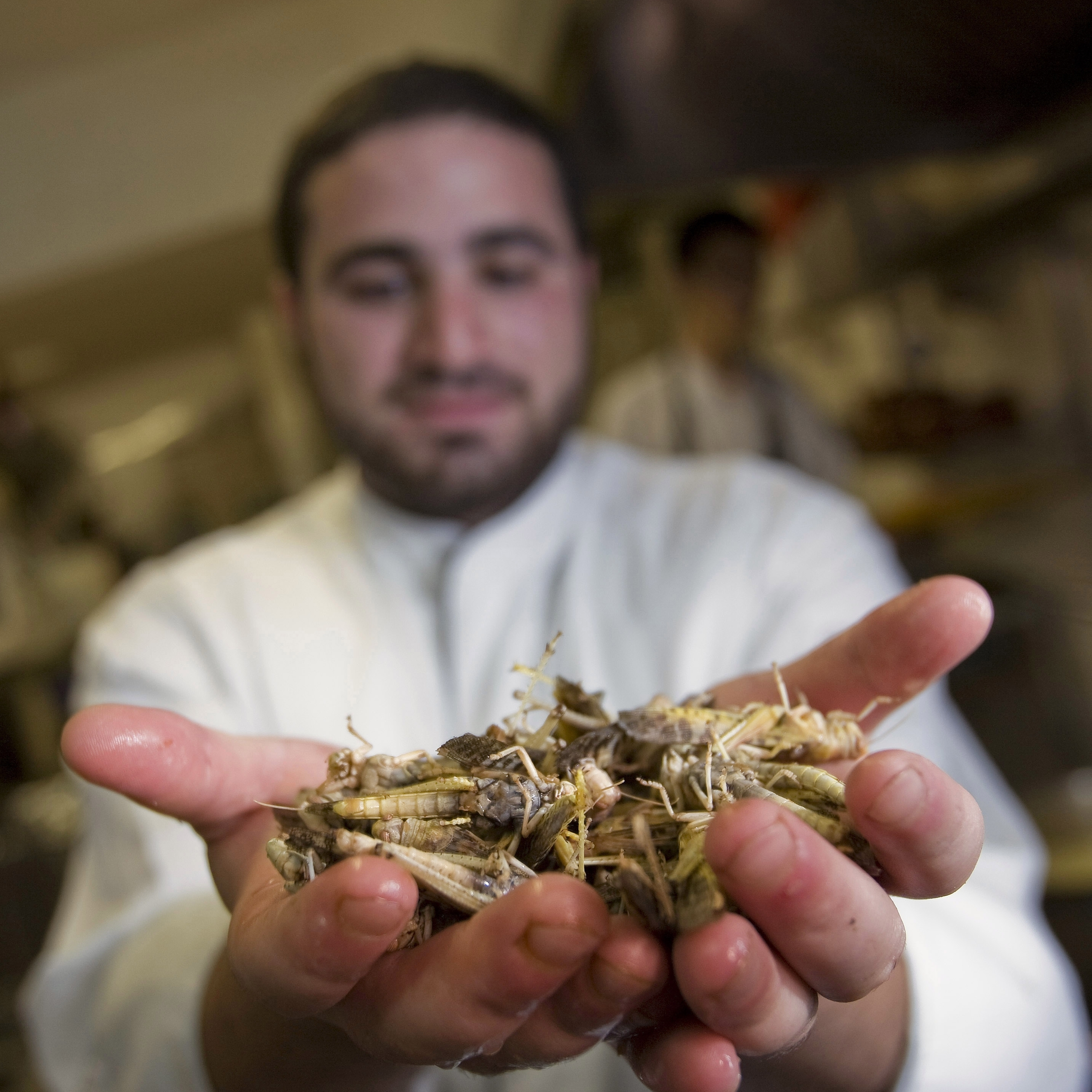 An Israeli cook displays locusts at a restaurant in Jerusalem, at a 2010 event promoting locusts as a tasty kosher treat.