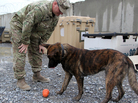 Military Police Sgt. Joshua Hancock and Nero, his Dutch shepherd, play at Forward Operating Base Frontenac in Kandahar province in southern Afghanistan. Nero is trained to sniff out improvised explosive devices, or IEDs, and to attack. Military Police Sgt. Joshua Hancock and Nero, his Dutch shepherd, play at Forward Operating Base Frontenac in Kandahar province in southern Afghanistan. Nero is trained to sniff out improvised explosive devices, or IEDs, and to attack.