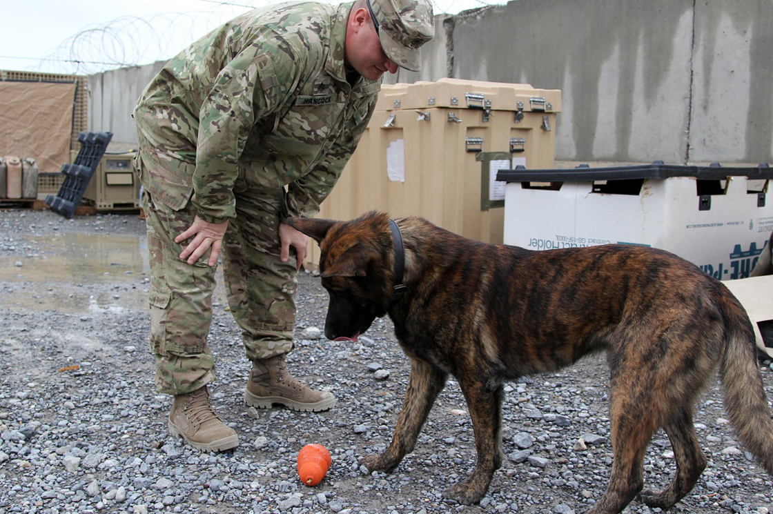 Military Police Sgt. Joshua Hancock and Nero, his Dutch shepherd, play at Forward Operating Base Frontenac in Kandahar province in southern Afghanistan. Nero is trained to sniff out improvised explosive devices, or IEDs, and to attack.