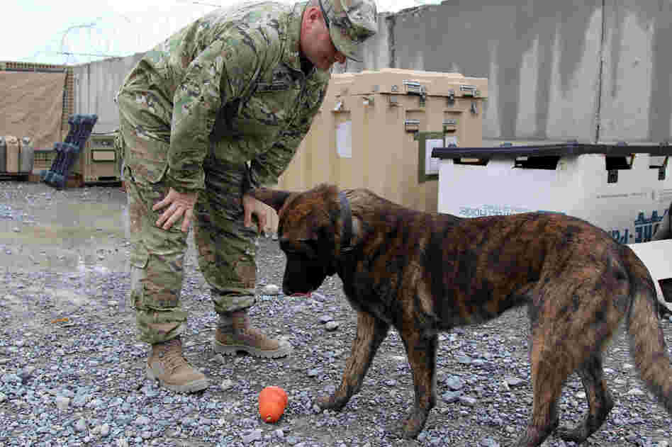 Military Police Sgt. Joshua Hancock and Nero, his Dutch shepherd, play at Forward Operating Base Frontenac in Kandahar province in southern Afghanistan. Nero is trained to sniff out improvised explosive devices, or IEDs, and to attack.
