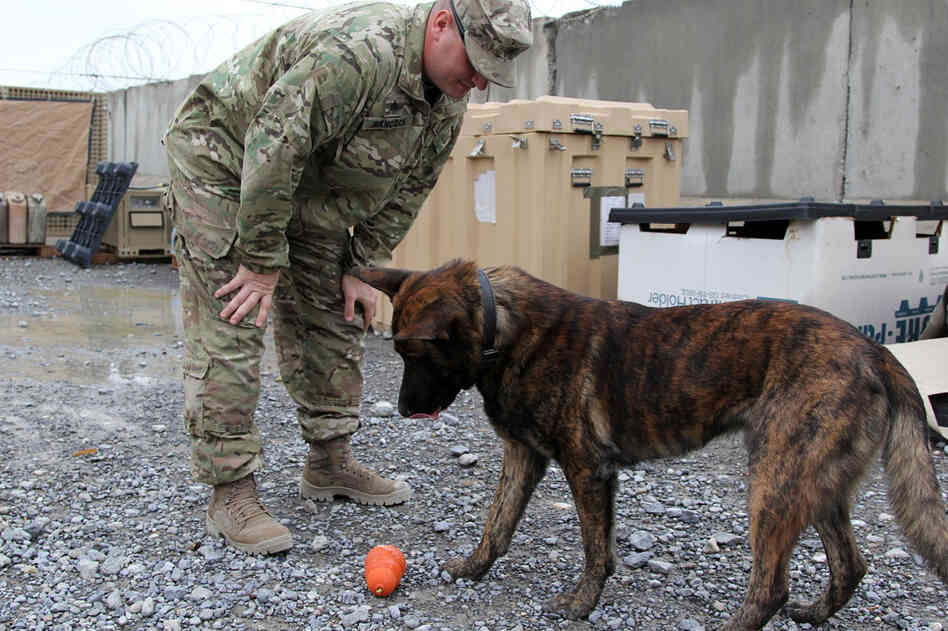 Military Police Sgt. Joshua Hancock and Nero, his Dutch shepherd, play at Forward Operating Base Frontenac in Kandahar province in southern Afghanistan. Nero is trained to sniff out improvised explosive devices, or IEDs, and to attack.