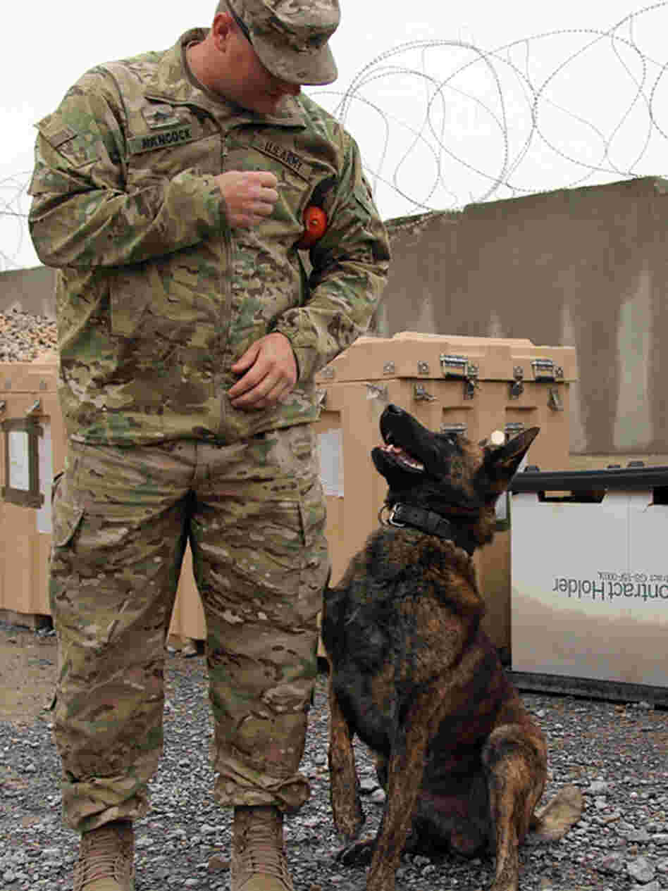 Hancock says Dutch shepherds like Nero aren't that common in the field, but they are great working dogs.