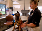 Bernie Green is a supervisor with the Department of Defense's Military Working Dog Breeding Program. Experts say dogs can suffer from PTSD-like conditions that can affect their military capabilities later on. Bernie Green is a supervisor with the Department of Defense's Military Working Dog Breeding Program. Experts say dogs can suffer from PTSD-like conditions that can affect their military capabilities later on.