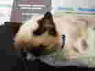 The feline known as Grumpy Cat.