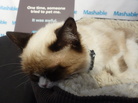The feline known as Grumpy Cat. The feline known as Grumpy Cat.