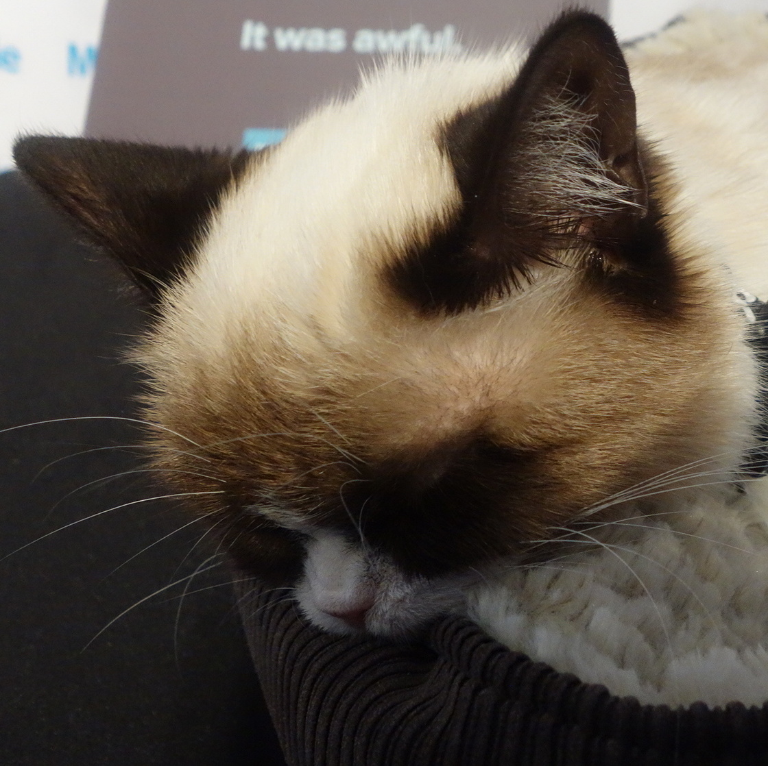 The feline known as Grumpy Cat.