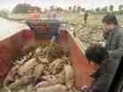 Dead pigs collected by sanitation workers from Shanghai's main waterway on Monday.