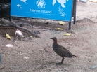 On Australia's Heron Island, buff-banded rails like this one have become the avian equivalent of a weed. On Australia's Heron Island, buff-banded rails like this one have become the avian equivalent of a weed.