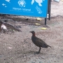 On Australia's Heron Island, buff-banded rails like this one have become the avian equivalent of a weed.