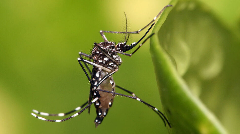If you catch dengue fever in the Western Hemisphere, it most likely came from the Aedes aegypti mosquito.