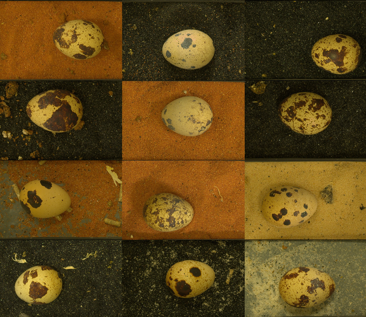 Most of the time, researchers say, the quail chose to lay their eggs in the color of sand that best hid the color pattern of their eggs. Quail eggs are not much larger than a quarter.
