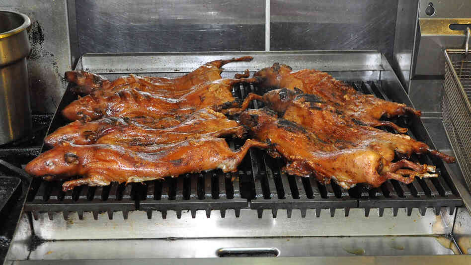 Guinea pigs on the grill Guinea pigs on the grill