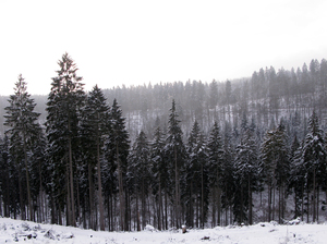 The prince owns about 30,000 acres of vast forestland, home to the wisents.
