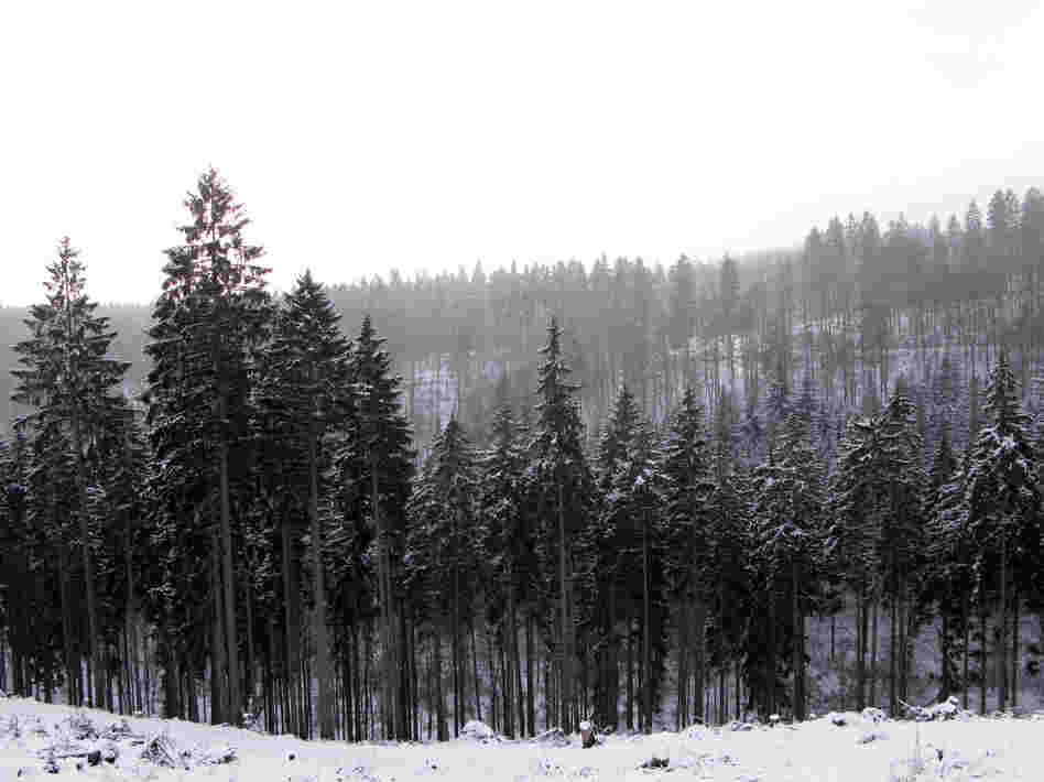 The prince owns about 30,000 acres of vast forestland, home to the wisents.