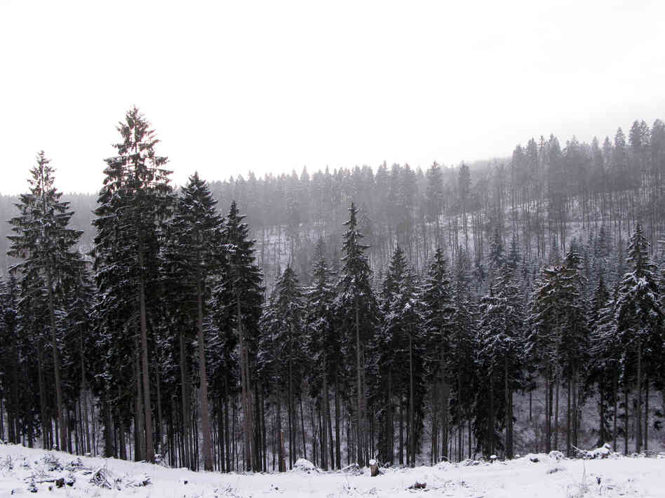 The prince owns about 30,000 acres of vast forestland, home to the wisents.
