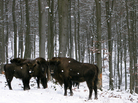 European bison, or wisents, keep a safe distance from human visitors to their enclosure on the property of Prince Richard of Sayn-Wittgenstein-Berleburg in Germany's densely populated state of North Rhine-Westphalia. European bison, or wisents, keep a safe distance from human visitors to their enclosure on the property of Prince Richard of Sayn-Wittgenstein-Berleburg in Germany's densely populated state of North Rhine-Westphalia.