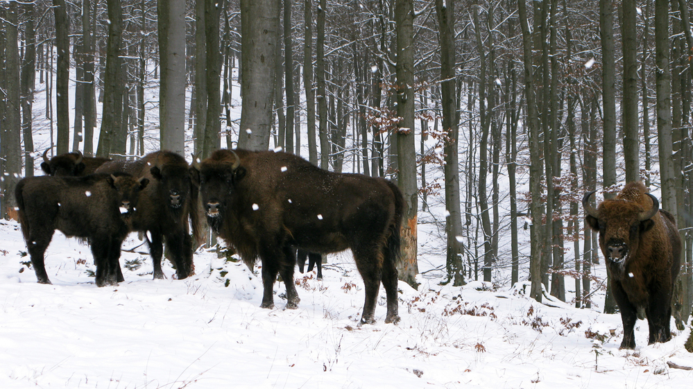 European bison, or wisents, keep a safe distance from human visitors to their enclosure on the property of Prince Richard of Sayn-Wittgenstein-Berleburg in Germany's densely populated state of North Rhine-Westphalia.