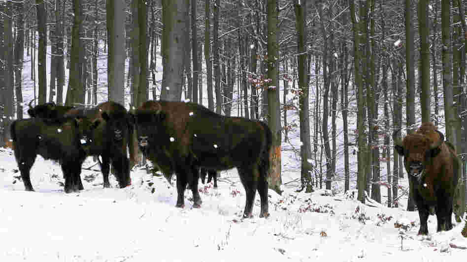 European bison, or wisents, keep a safe distance from human visitors to their enclosure on the property of Prince Richard of Sayn-Wittgenstein-Berleburg in Germany's densely populated state of North Rhine-Westphalia.