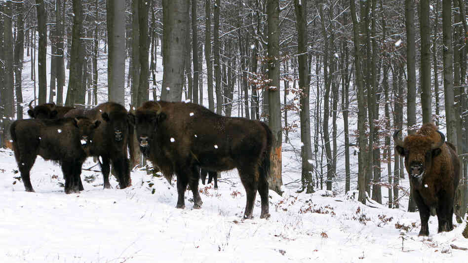 European bison, or wisents, keep a safe distance from human visitors to their enclosure on the property of Prince Richard of Sayn-Wittgenstein-Berleburg in Germany's densely populated state of North Rhine-Westphalia.