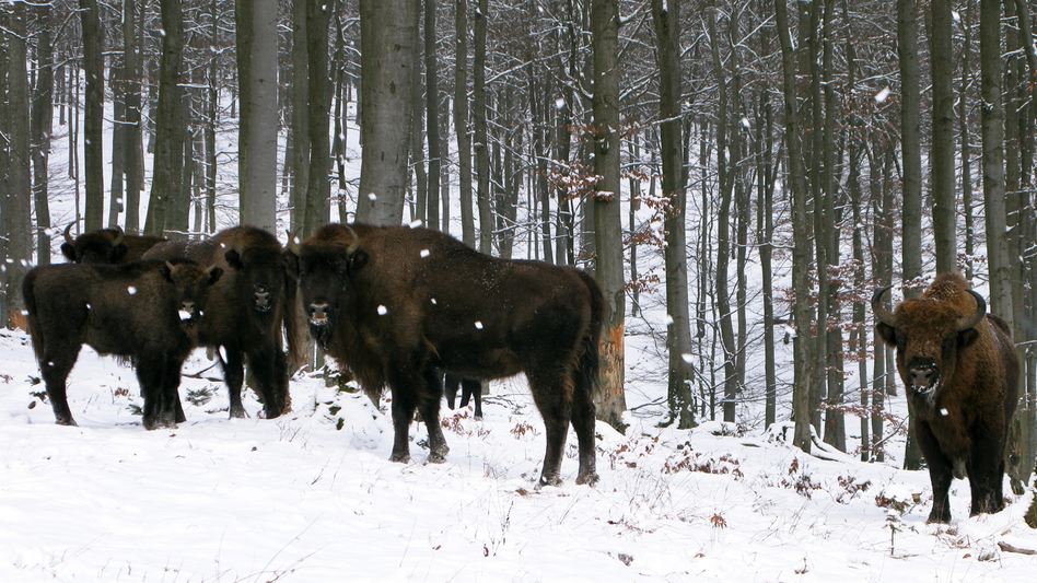European bison, or wisents, keep a safe distance from human visitors to their enclosure on the property of Prince Richard of Sayn-Wittgenstein-Berleburg in Germany's densely populated state of North Rhine-Westphalia.