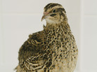 Researchers wanted to know if Japanese quail were aware of the colors and patterns on their eggs. Researchers wanted to know if Japanese quail were aware of the colors and patterns on their eggs.