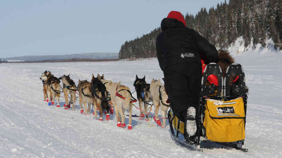 On their way to victory: Mitch Seavey and his team as they left White Mountain, Alaska, on Tuesday in the last leg of the Iditarod.