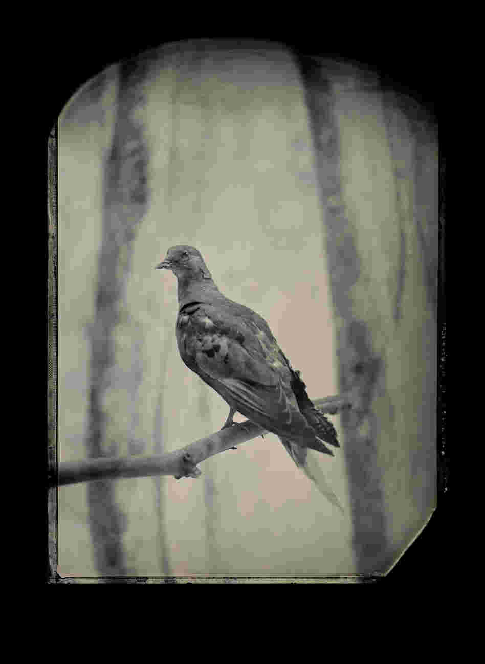 Billions of passenger pigeons once filled the skies of eastern North America. Martha, the last one, died at the Cincinnati Zoo in 1914. Geneticists now think they could resurrect the species. Taxidermic specimen, Smithsonian Institution's National Museum of Natural History, Washington, D.C.