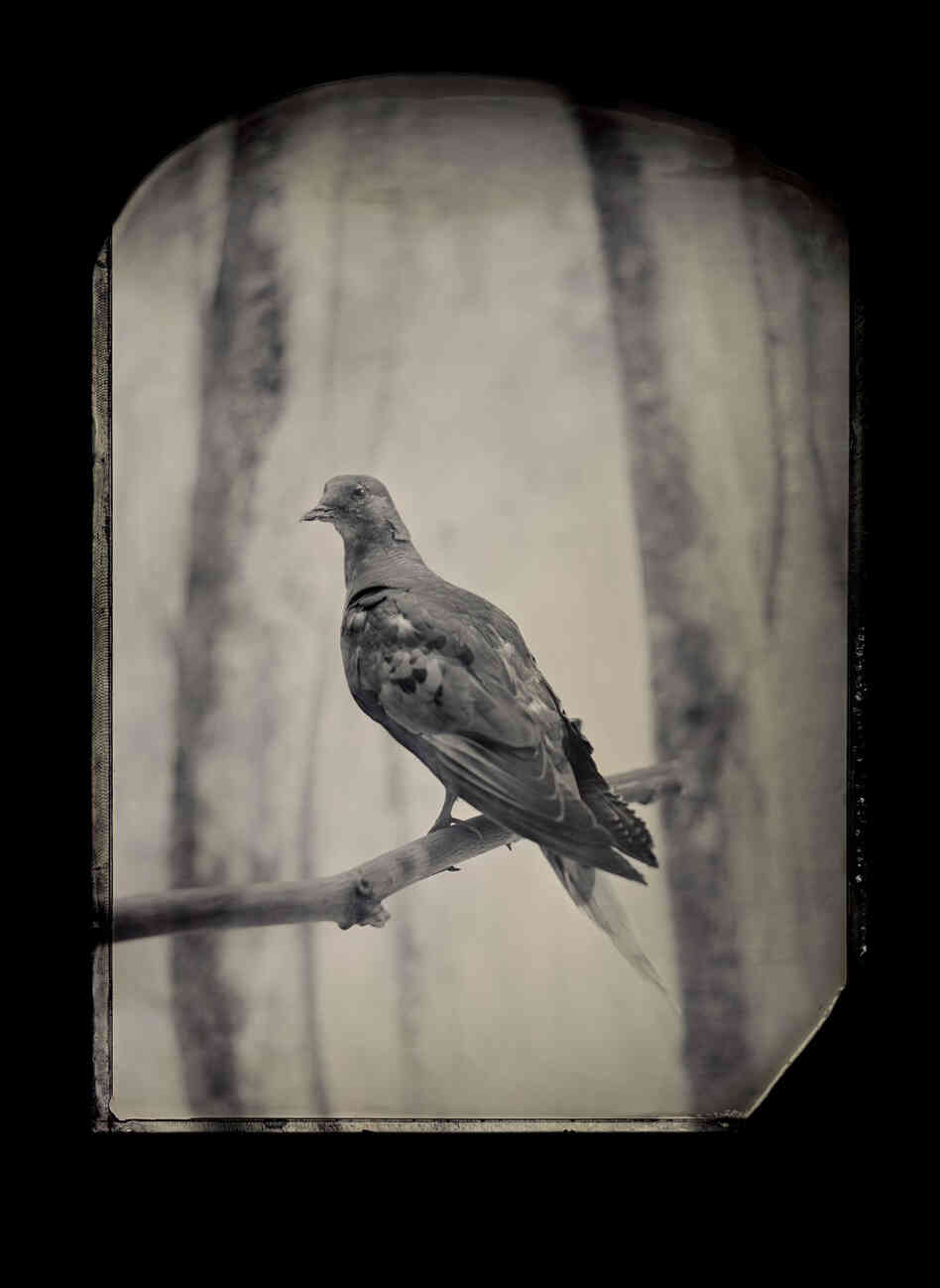 Billions of passenger pigeons once filled the skies of eastern North America. Martha, the last one, died at the Cincinnati Zoo in 1914. Geneticists now think they could resurrect the species. Taxidermic specimen, Smithsonian Institution's National Museum of Natural History, Washington, D.C.
