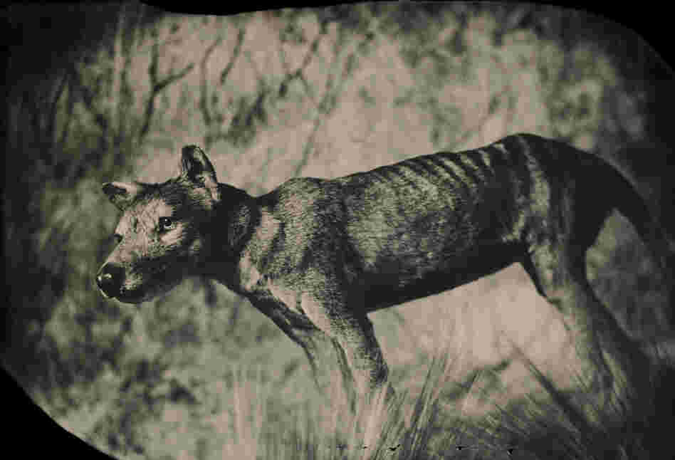Though it looked like a wolf and was called a Tasmanian tiger, the thylacine was actually a marsupial — a relative of kangaroos and koalas. By the 1930s it had been hunted to extinction. Taxidermic specimen, American Museum of Natural History, New York