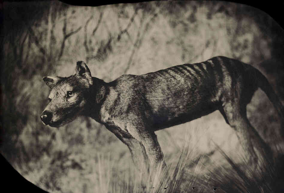 Though it looked like a wolf and was called a Tasmanian tiger, the thylacine was actually a marsupial — a relative of kangaroos and koalas. By the 1930s it had been hunted to extinction. Taxidermic specimen, American Museum of Natural History, New York