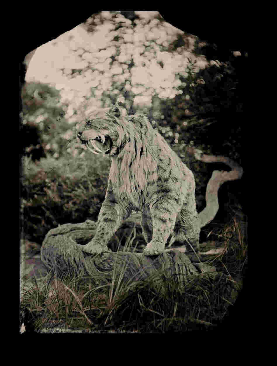 Saber-toothed cats went extinct after the ice age; paleontologists are not sure what caused their extinction. This cat was brought to life by a puppeteer: It's a creation of Jim Henson's Creature Shop. Body puppet, George C. Page Museum at the La Brea Tar Pits, Los Angeles