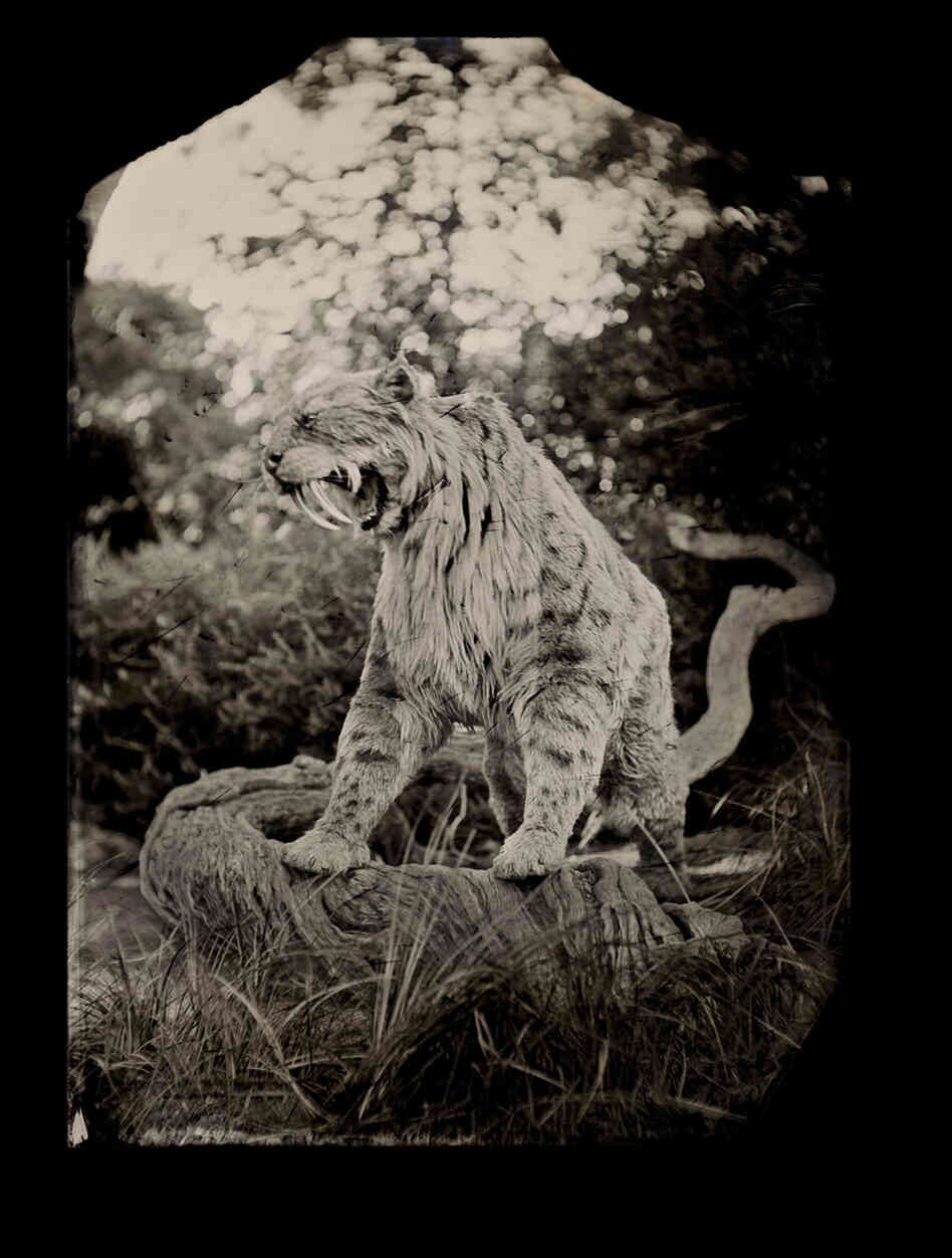 Saber-toothed cats went extinct after the ice age; paleontologists are not sure what caused their extinction. This cat was brought to life by a puppeteer: It's a creation of Jim Henson's Creature Shop. Body puppet, George C. Page Museum at the La Brea Tar Pits, Los Angeles