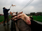 Villagers gather dead pigs in Jiaxing, in eastern China's Zhejiang province, on Wednesday. The number of dead pigs found in Shanghai's main river had doubled in two days to more than 6,000, the government said. Villagers gather dead pigs in Jiaxing, in eastern China's Zhejiang province, on Wednesday. The number of dead pigs found in Shanghai's main river had doubled in two days to more than 6,000, the government said.