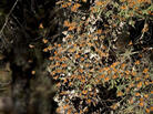 Monarch butterflies in December 2008 at the Sierra del Chincua sanctuary in Angangueo, in the Mexican state of Michoacan. Monarch butterflies in December 2008 at the Sierra del Chincua sanctuary in Angangueo, in the Mexican state of Michoacan.