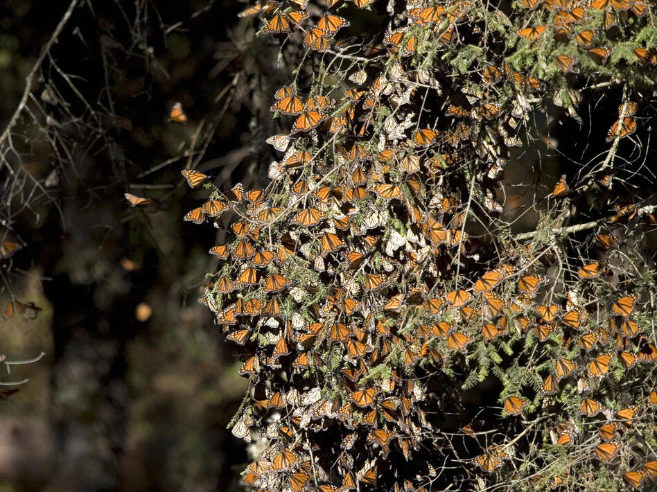 Monarch butterflies in December 2008 at the Sierra del Chincua sanctuary in Angangueo, in the Mexican state of Michoacan.