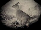 The bucardo, or Pyrenean ibex, lived high in the Pyrenees until its extinction in 2000. Three years later, researchers attempted to clone Celia, the last bucardo. The clone died minutes after birth. Taxidermic specimen, Regional Government of Aragon, Spain The bucardo, or Pyrenean ibex, lived high in the Pyrenees until its extinction in 2000. Three years later, researchers attempted to clone Celia, the last bucardo. The clone died minutes after birth. Taxidermic specimen, Regional Government of Aragon, Spain