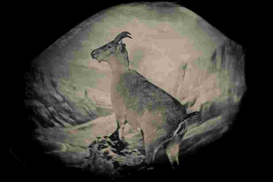 The bucardo, or Pyrenean ibex, lived high in the Pyrenees until its extinction in 2000. Three years later researchers attempted to clone Celia, the last bucardo. The clone died minutes after birth. Taxidermic specimen, Regional Government of Aragon, Spain