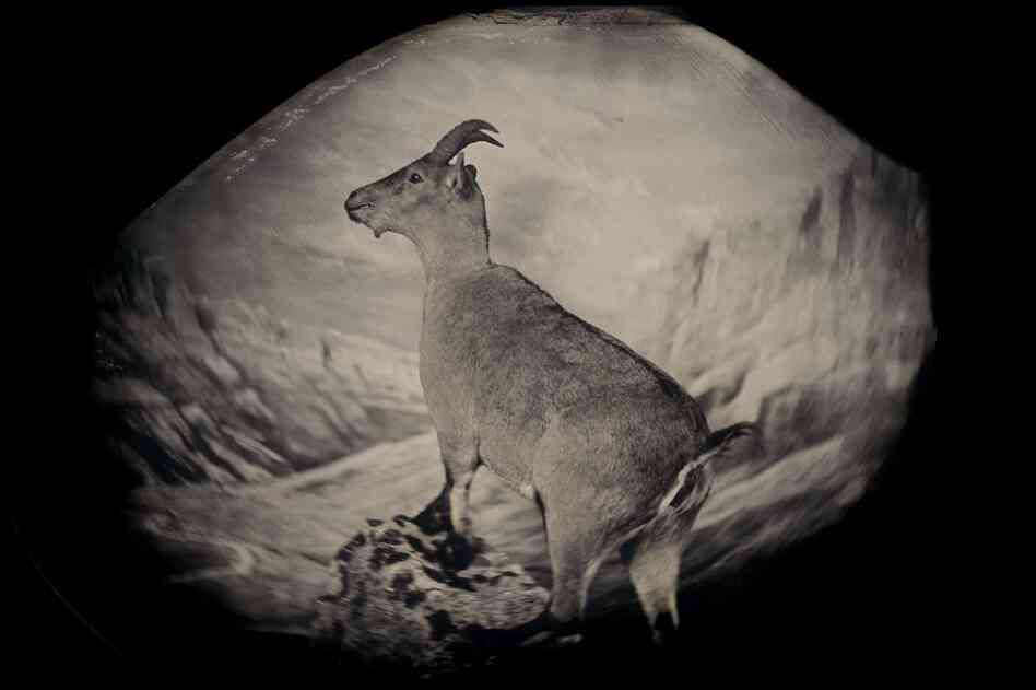The bucardo, or Pyrenean ibex, lived high in the Pyrenees until its extinction in 2000. Three years later researchers attempted to clone Celia, the last bucardo. The clone died minutes after birth. Taxidermic specimen, Regional Government of Aragon, Spain