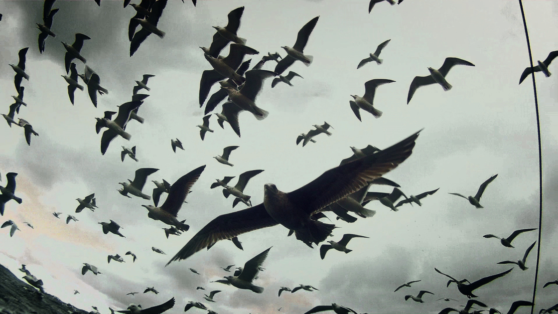 The noisy film is mostly wordless, with animals and nature filling in the blanks between its strangely stark images.