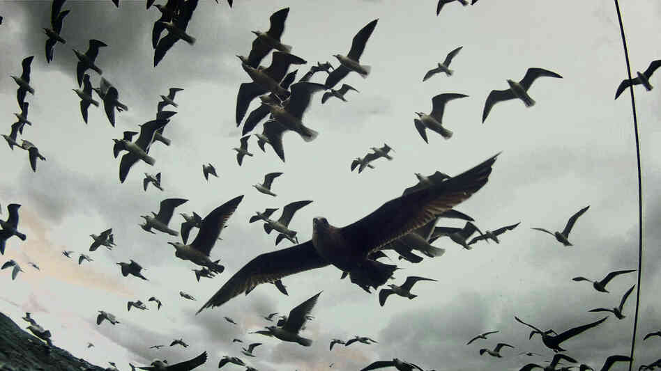 The noisy film is mostly wordless, with animals and nature filling in the blanks between its strangely stark images.