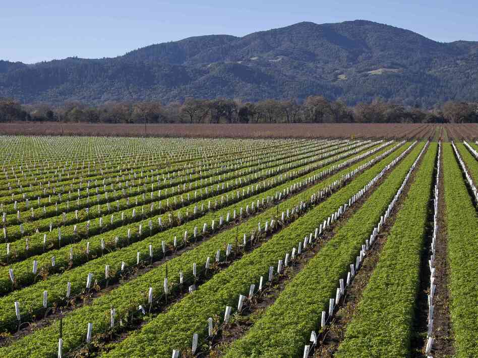 The vineyard at Round Pond Estate in Rutherford, Calif. Napa Valley is just one of wine-growing regions across the country.