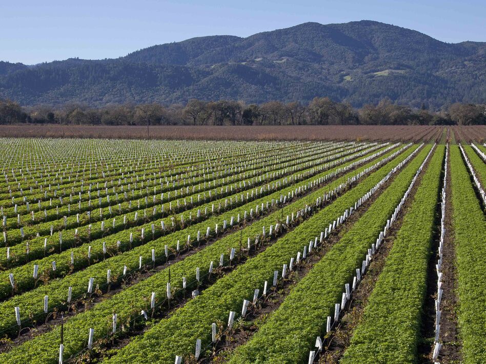 The vineyard at Round Pond Estate in Rutherford, Calif. Napa Valley is just one of wine-growing regions across the country.