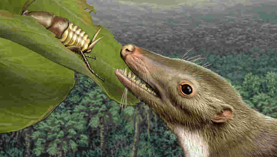 Detail: Head of mammalian common ancestor. Detail: Head of mammalian common ancestor.