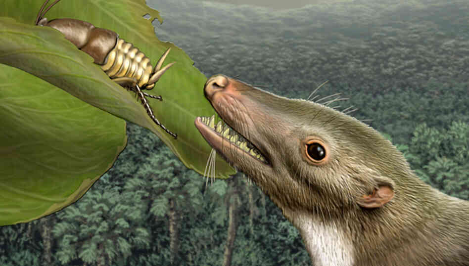 Detail: Head of mammalian common ancestor. Detail: Head of mammalian common ancestor.