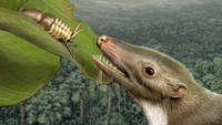 The Naming Of The Shrew